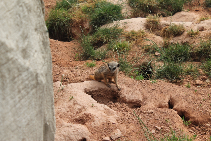 По Германии: зоопарк Лейпцига, часть 3