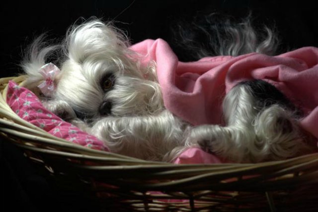 Маленький Ши-цу из молда "Принцесса"(мопс).Работа американского мастера (фото 8)