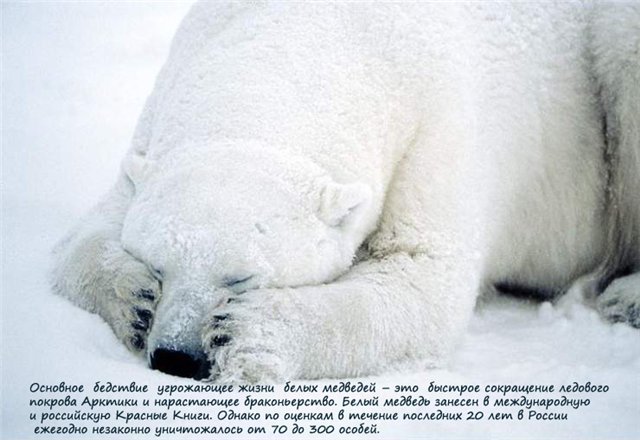 Если ты любишь животных, оставь их дикими... Мия и Кука встали на защиту животных (фото 7)