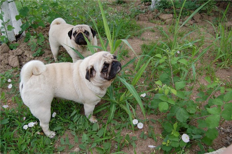 Прогулка по саду Doll zone