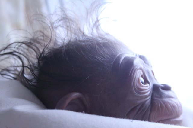 Гога, он же Гоша,он же Гора, он же Жора, здесь проживает? кукла реборн Элины Кудрявцевой (фото 5)