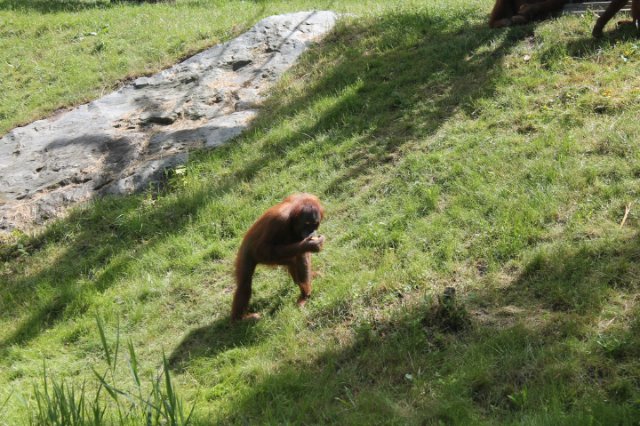 Сказка о Мишеле, BJD часть 2