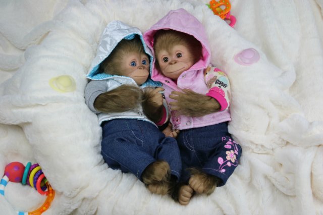 Мартышка - малышка... Куколка реборн Виктории Вишни