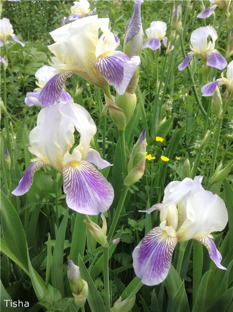 Малышки Шарнирочки из СССР, Кирово - Чепецкая фабрика