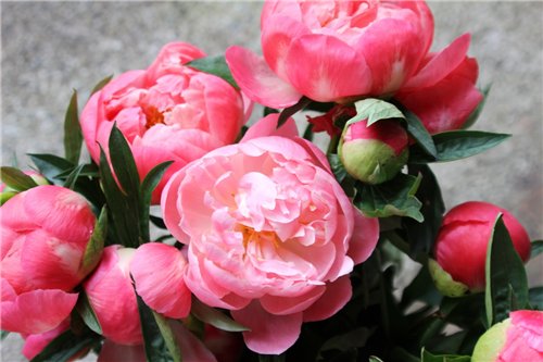 "Кто может быть тебя прелестней?!" Джейми и платье "Голубка". Куклы Maru & friends