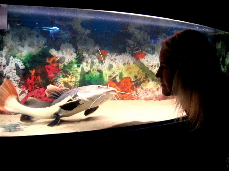 Лето. Солнце. Море. Всё смешалось - звери, куклы. Часть2 | Бэйбики Лето. Солнце. Море. Всё смешалось - звери, куклы. Часть2