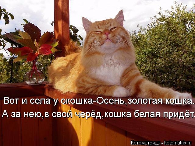 Субботний позитив! Фотографии с осенними животными! Осенняя котоматрица | Бэйбики Субботний позитив! Фотографии с осенними животными! Осенняя котоматрица (фото 6)