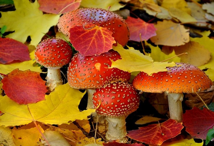 Красотка-осень — Болталка и разговоры обо всем: жизнь