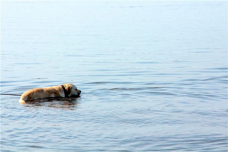 Русская Атлантида, заключительная часть. Калязин, Тверская область (фото 9)