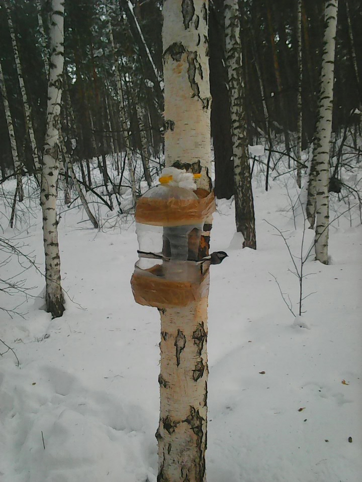 Интересное наблюдение за птицами у кормушки