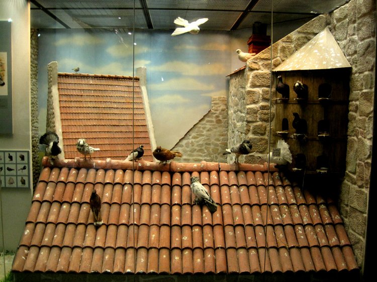 День в музее. Анжела в Государственном Дарвиновском музее