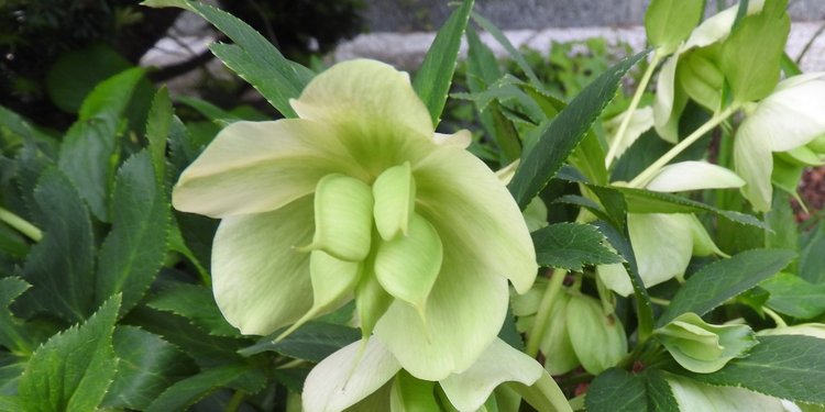 Словения, Светланка и маленький «герой» в одном ботинке