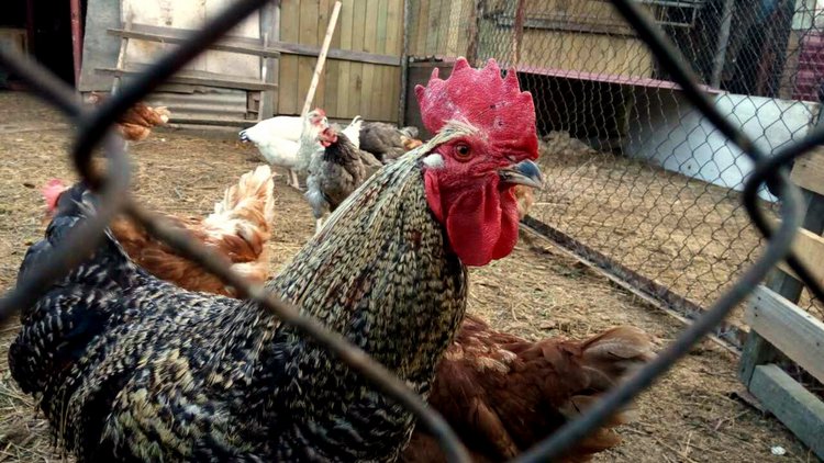 Кукла Нина. Мой подарок от подруги (фото 9)