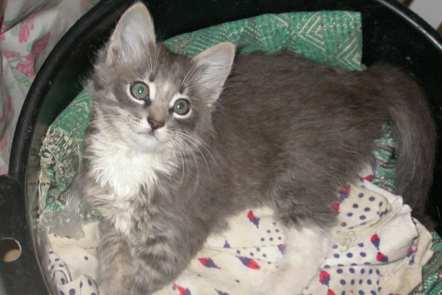 История одного хвостика — В мире животных: смешные фото питомцев и зверей (фото 2)