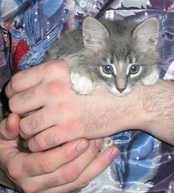 История одного хвостика — В мире животных: смешные фото питомцев и зверей (фото 3)