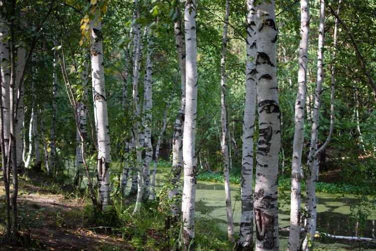 Маленькая Джун — Антикварные куклы Revalo (Ревало): Gebrüder Ohlhaver (фото 7)