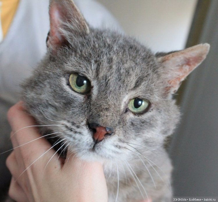 Не проходите мимо! Срочно нужна ваша помощь больным котикам и котятам