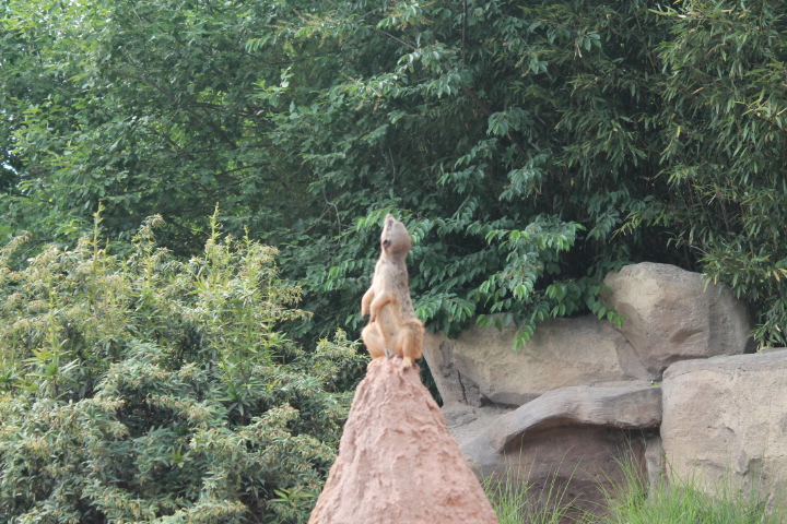 По Германии: зоопарк Лейпцига, часть 3