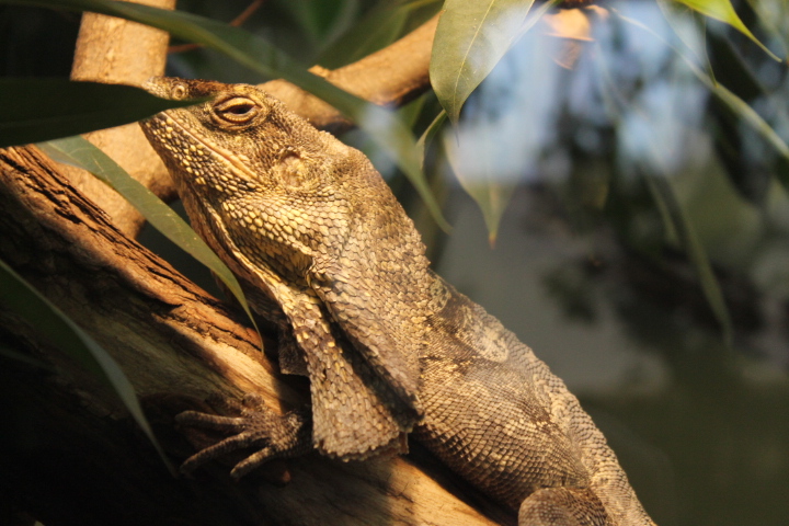 По Германии: зоопарк Лейпцига, часть 1