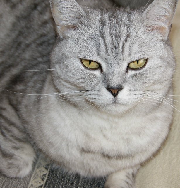 Хулиганка Джо от Susi Eimer