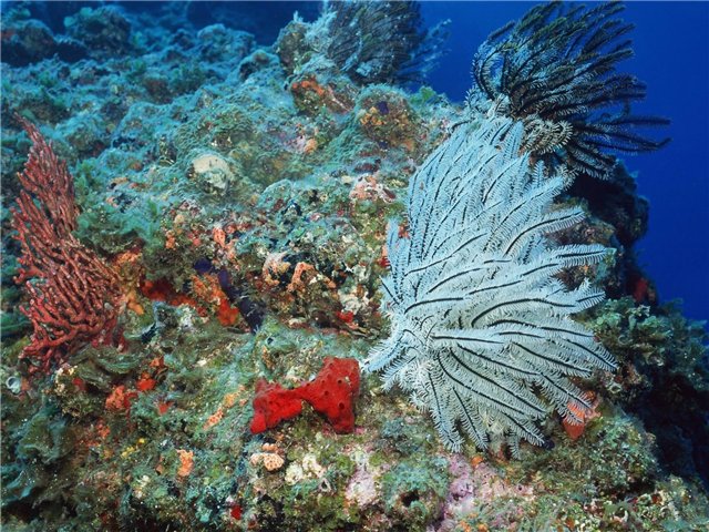 Русалочка (по мотивам сказки Ганса Христиана Андерсена) (фото 6)