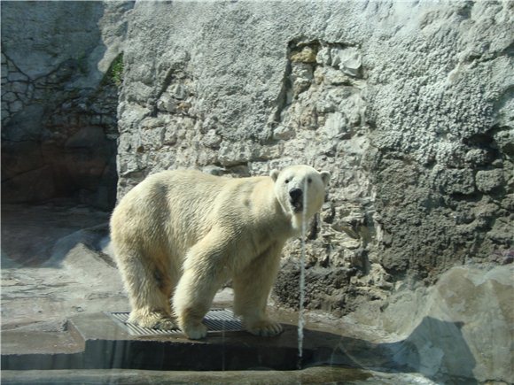 Наша традиционная майская прогулка по Московскому зоопарку