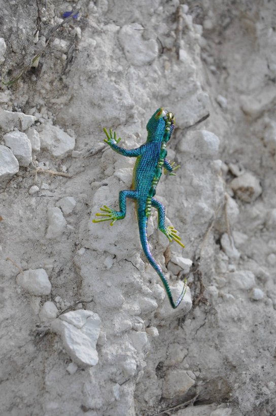 Орестиада - хозяйка Белой горы