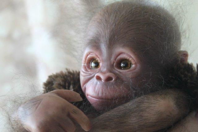 Обезьянка Bindi кукла реборн Элины Кудрявцевой