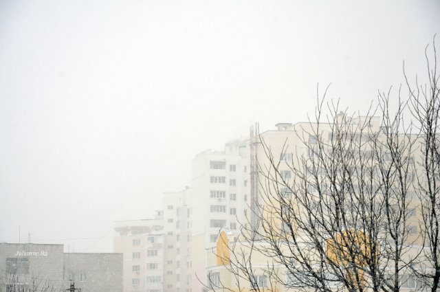 Коты прилетели... первые вестники весны