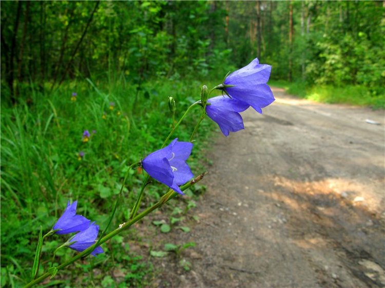 До свидания, Июль! Minouche от Sylvia Natterer (фото 7)