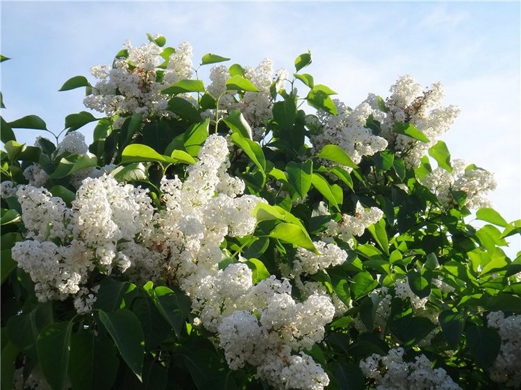 Кашин - город русского сердца. Часть пятая. Город - курорт, Санаторий "Кашин" (фото 8)