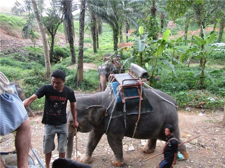 Семь слонов счастья — Туризм и путешествия: фотоотчеты из поездок