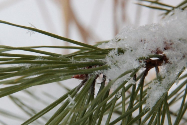 Любите ли вы Зиму так, как люблю ее я? Нэлли, кукла реборн Олеси Венгер