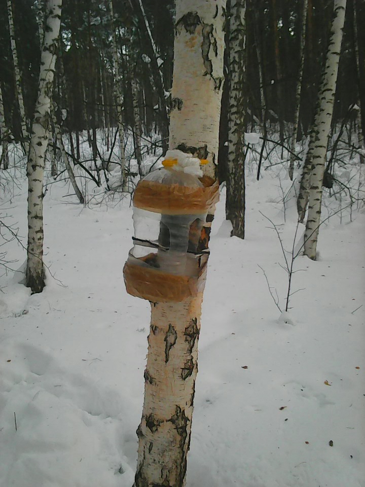 Интересное наблюдение за птицами у кормушки