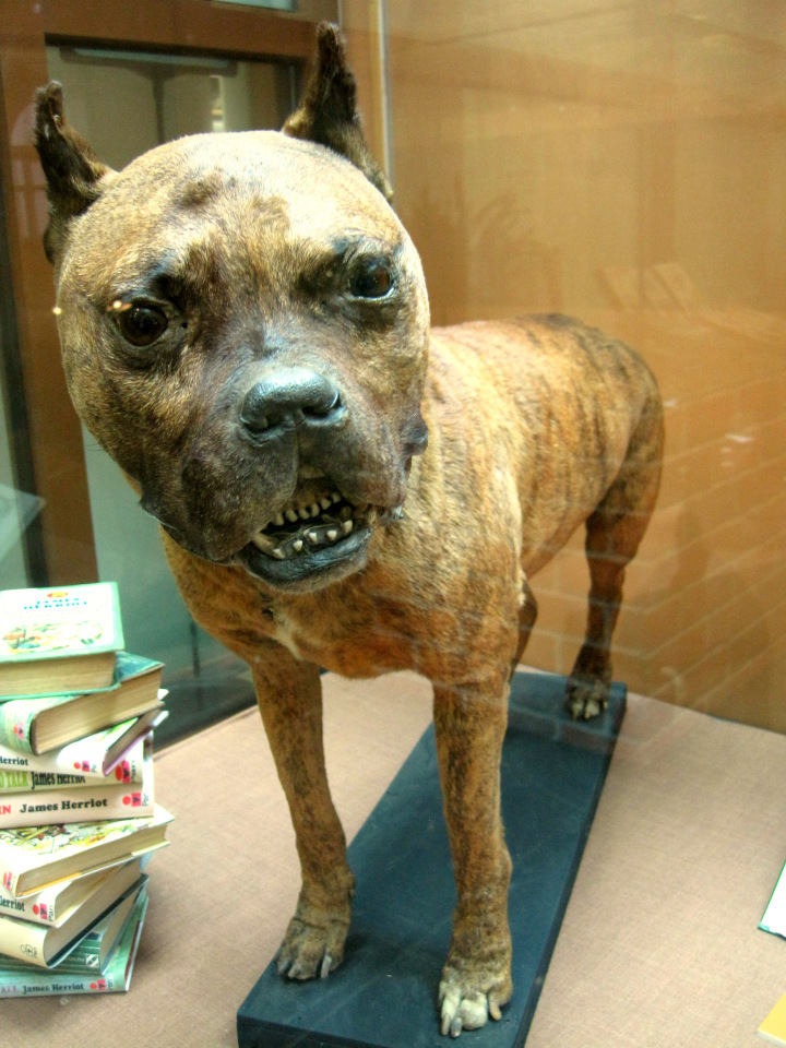 День в музее. Анжела в Государственном Дарвиновском музее