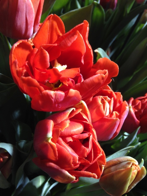 Поздравление с 8 Марта или "Репетиция весны в аптекарском огороде"