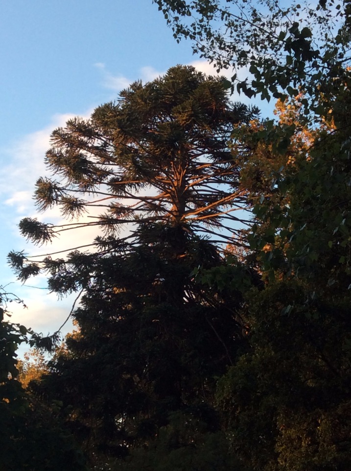 Осень в Австралии — Одежда и обувь для кукол BJD (БЖД): 1/3