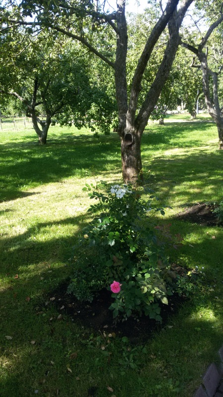 "Есть на Москве места такие..." ч.2. Тайны Коломенского оврага