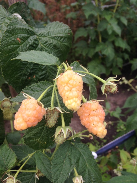 Последние летние выходные на даче с малышкой Авери от H. Kish (фото 7)