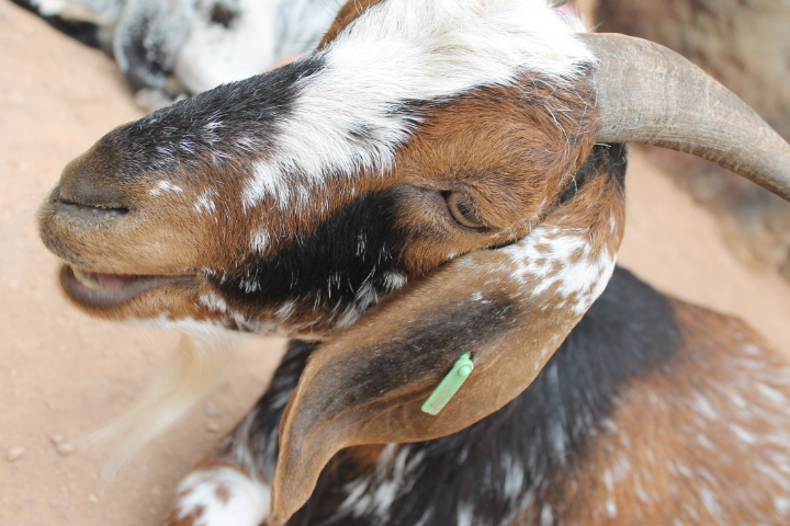 По Германии: зоопарк Лейпцига, часть 3