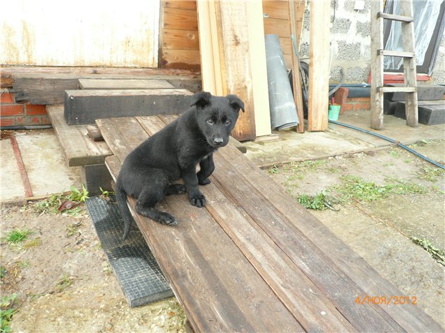 Кукла Адора - мое Солнышко