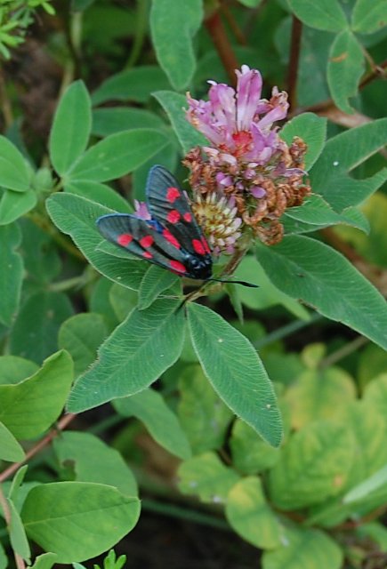 Воспоминание о лете. Джоанна от Susi Eimer