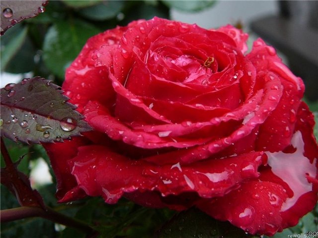 Мои принцессы или новые платья Элли и Амели от Pamela Erff (фото 5)