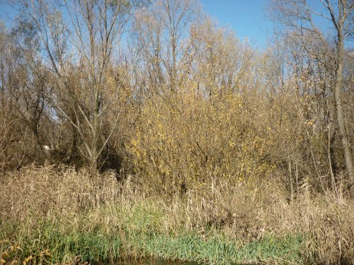 Золотая осень. Старый Оскол, Белгородская область (фото 9)