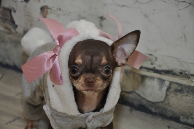 Лайла (Кайе Виггз) с Феней (чишечка). Надеюсь, что любителей собачек на сайте также много, как и поклонников кукол от Кайе