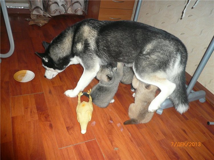 Куклы и собаки. Радость в нашем доме