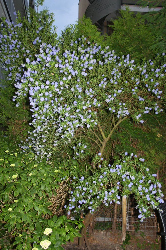 Проказник Антон или Вихтели забавляются! (часть вторая) (фото 3)