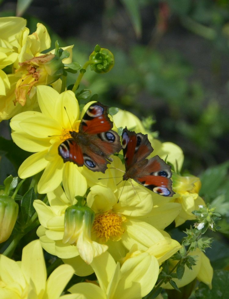 Охота на бабочек — Болталка и разговоры обо всем: жизнь