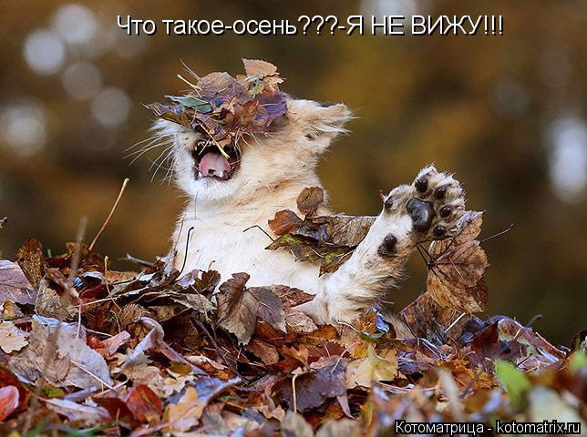 Субботний позитив! Фотографии с осенними животными! Осенняя котоматрица | Бэйбики Субботний позитив! Фотографии с осенними животными! Осенняя котоматрица (фото 9)