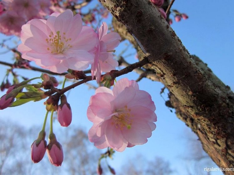 Рига - Москва, я жду тебя